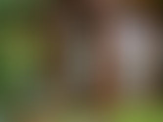 Custom Wood Windows for a Unique Look in Norwalk Homes