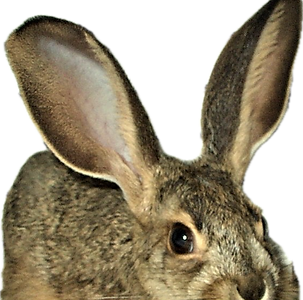Jackrabbit.png
