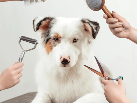 Expert Grooming Techniques for Long-Haired Pets