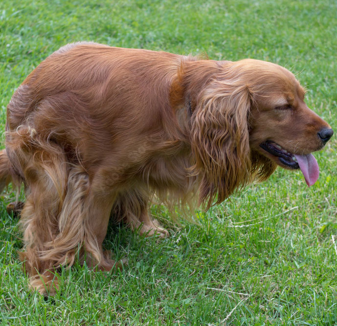 Golden retriever crouching on green grass with tongue out, eyes closed, appearing playful or relieved. Bright sunny day.