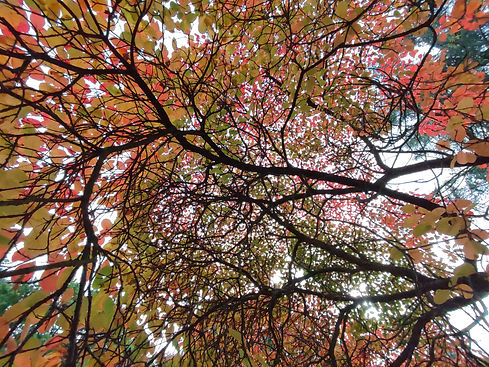 redtree.jpg