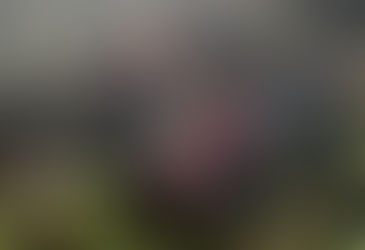 Veteran Punches Massive Grizzly Bear That Mauled Him in Montana