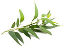 Tea-tree_edited.jpg