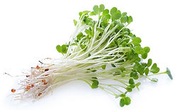 Alfalfa-Sprouts_edited.jpg