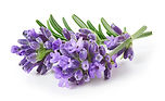 Lavender.jpg
