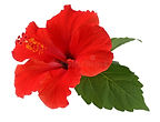 red-hibiscus-flower_edited.jpg