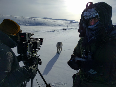 Young_arctic_wolf_at_-40A̰C.jpeg