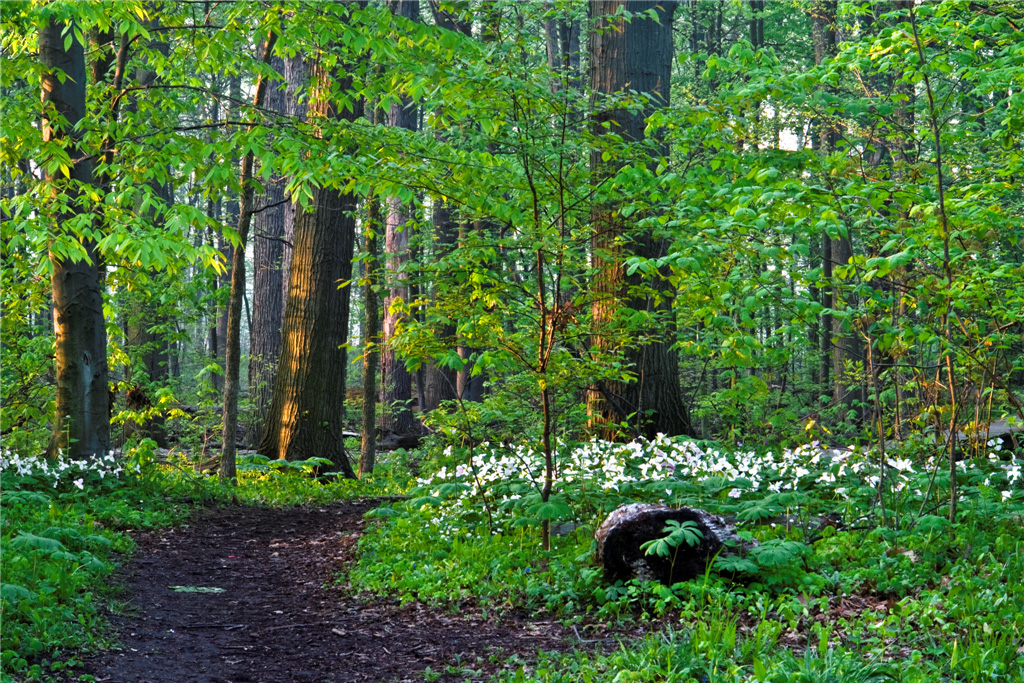 kopegaron_prophoto_rgb ERIC NAYLOR PHOTO (Large) copy.jpg