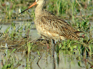 Shorebirds Flock to Hillman Marsh in May