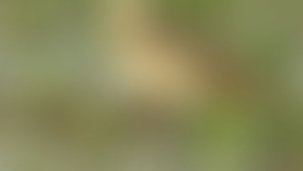 Shorebirds Flock to Hillman Marsh in May