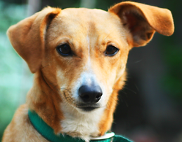 Dog Listening