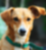 Dog Listening