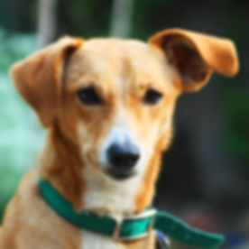 Dog Listening