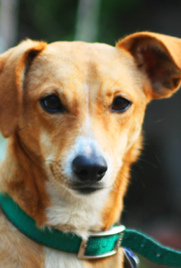 Dog Listening