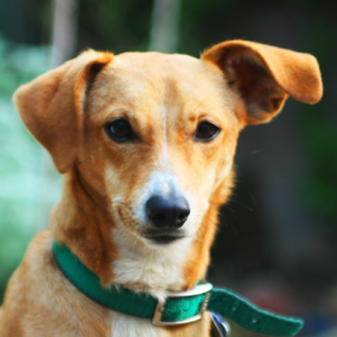Dog Listening