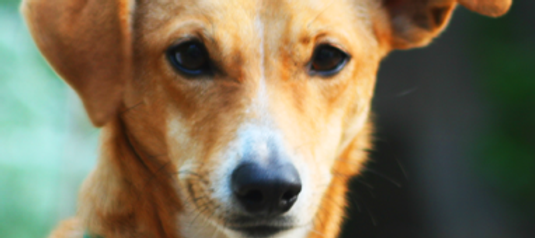 Dog Listening
