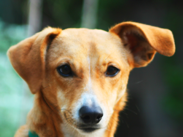 Paw pals llc shop