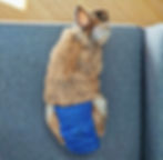 Thumbnail: blue polka dot reusable rabbit diaper