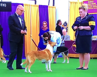 Westminster TV shot.jpg