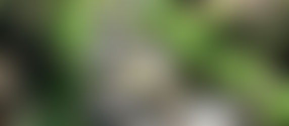 Day 82 PCT : Squaw Valley Creek - Mont Shasta - Km 2410