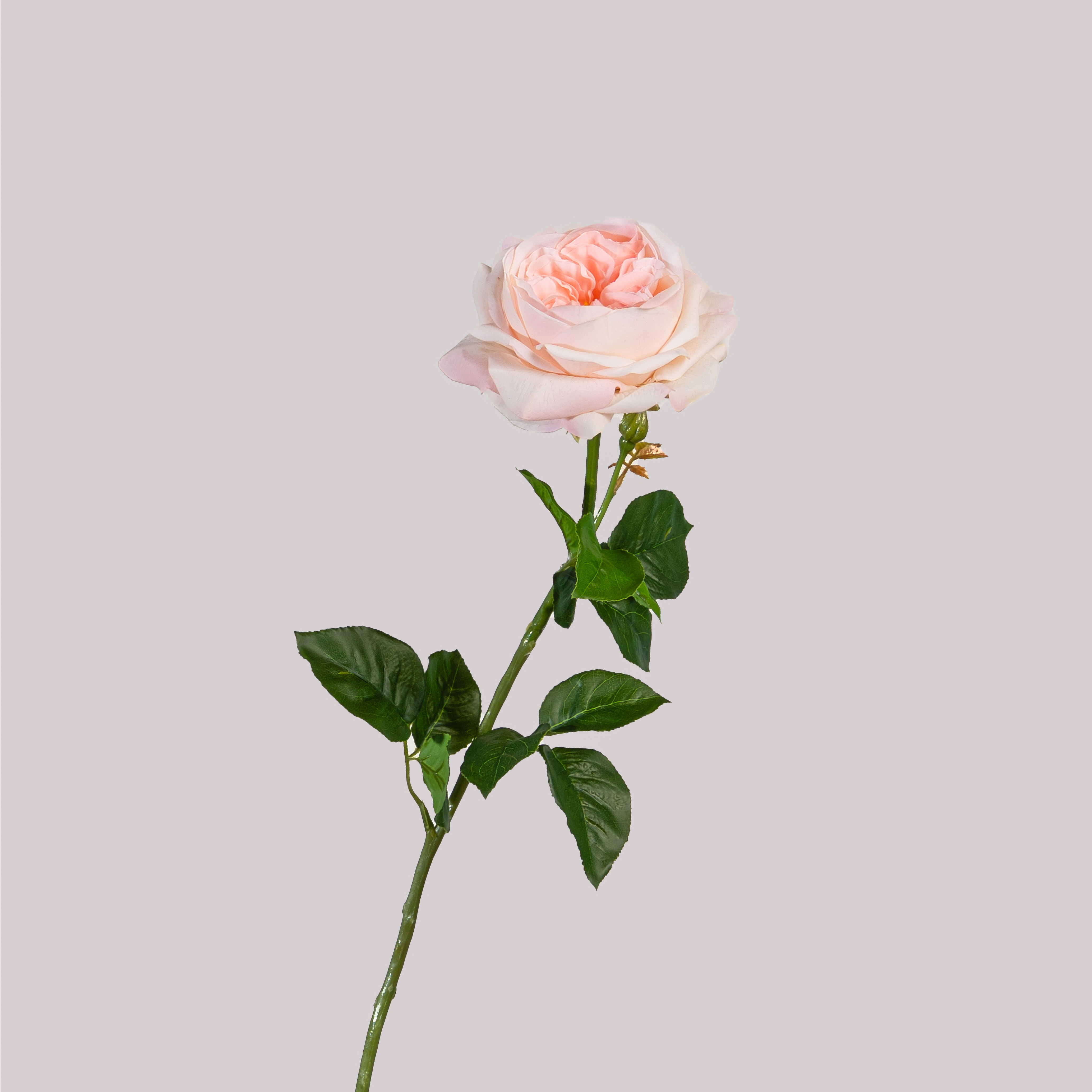 Peach David Austin Rose (Faux)