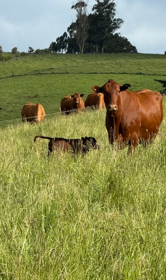 cow_an_calf_2rs.jpg