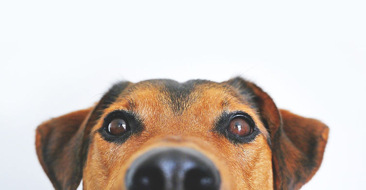 perro.jpg