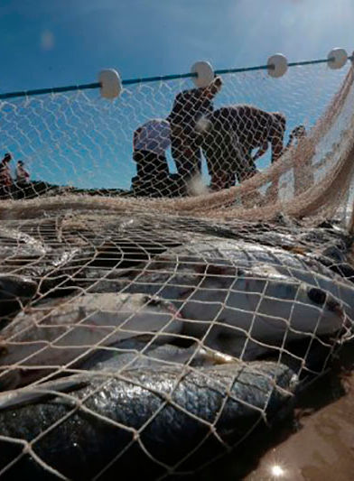 pesca-de-arrasto-liberada-santa-catarina.jpg