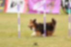 Happy Dog Agility USDAA tournament only trial