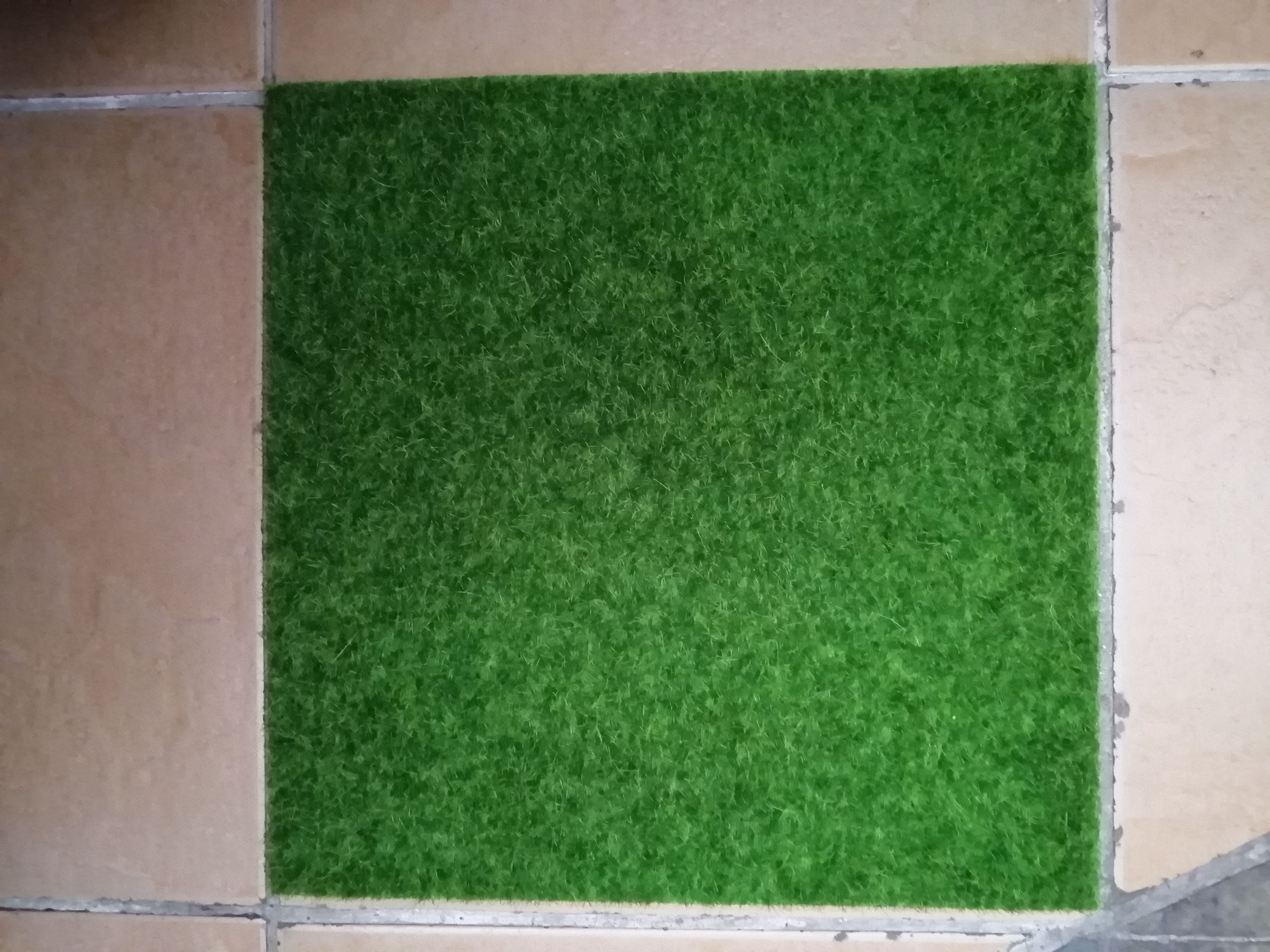 Carpet Grass
