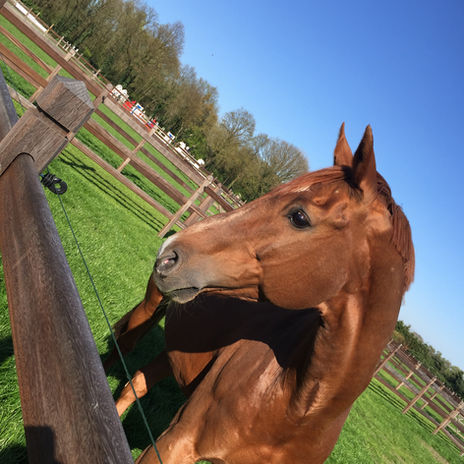 Priamus Z enjoying his grass-paddock, horses in fields, GDS Training