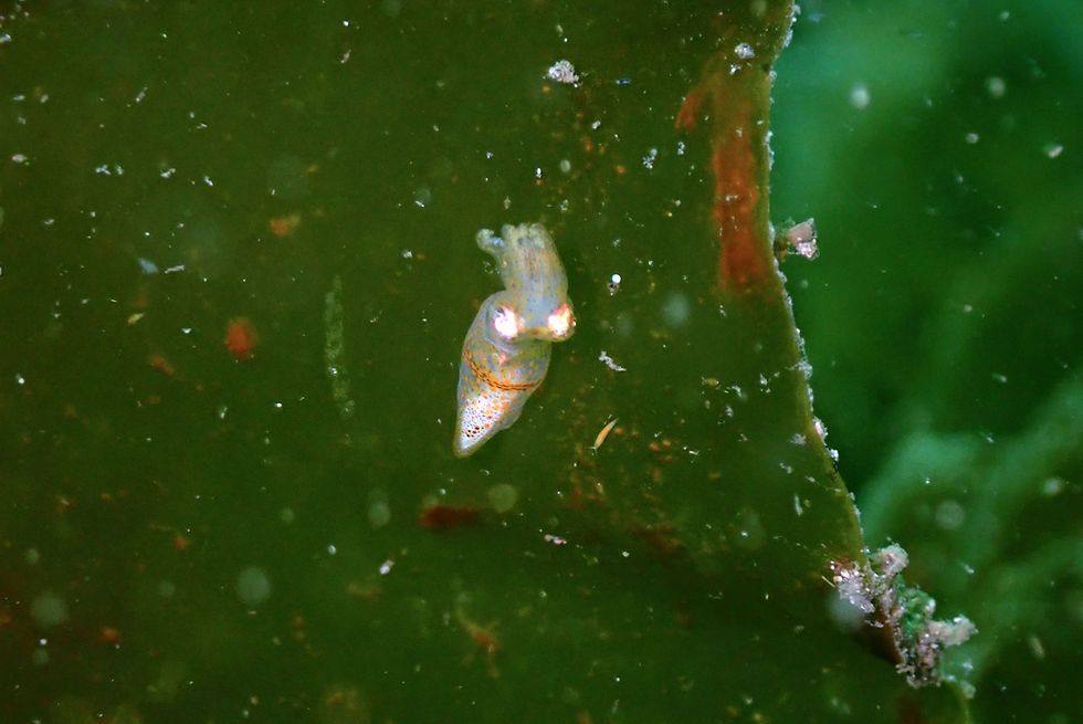 本日の海 城ヶ島
