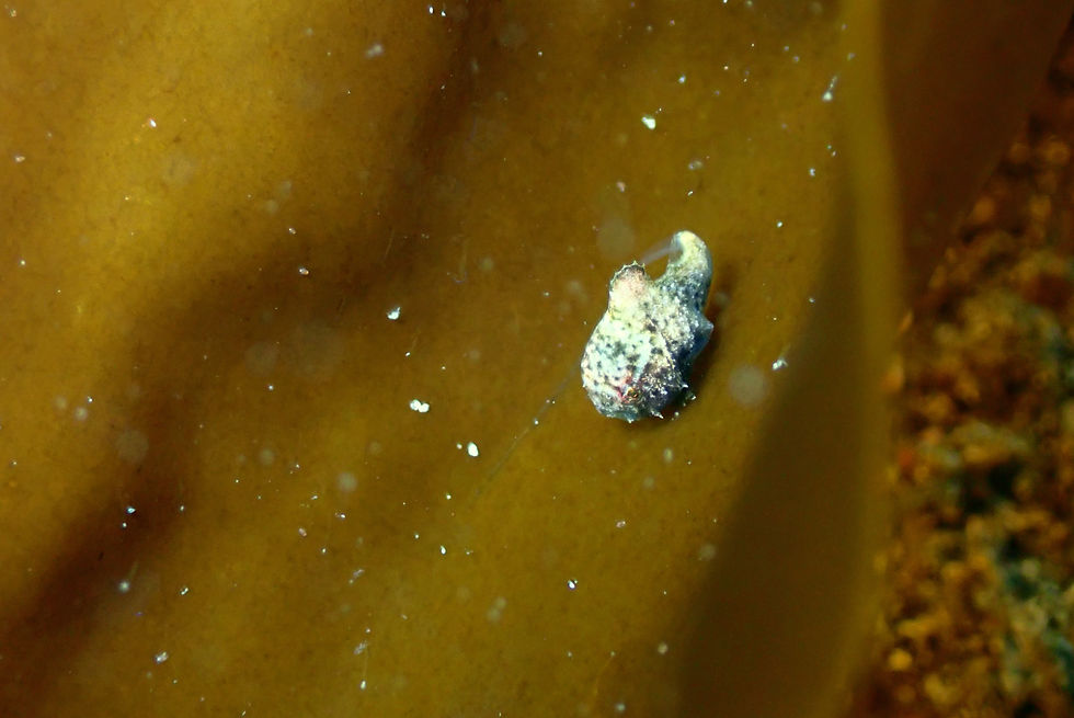 本日の海　城ヶ島