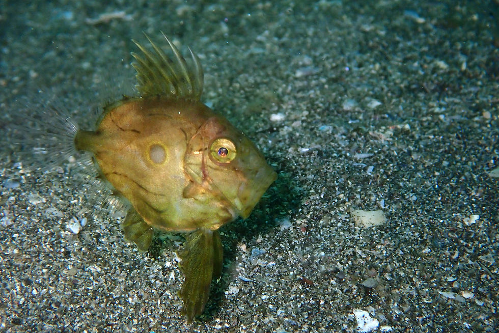 本日の海(昨日) 城ヶ島