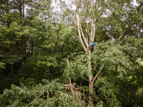 Entfernung von Stamm- und Stockaustrieben – für eine klare Baumstruktur, gezielte Wuchslenkung und langfristige Gesundheit des Baums.