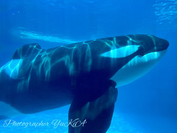 アニマルコミュニケーションはテレパシーの一種です。