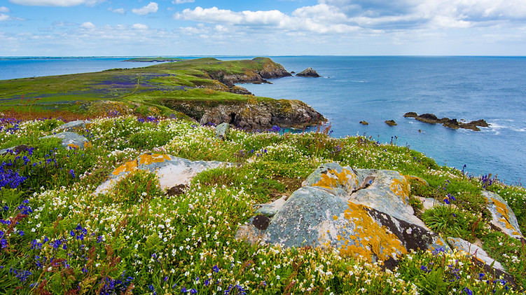 Grass and Sea