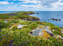 Grass and Sea