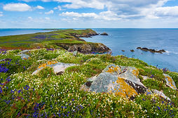 Grass and Sea