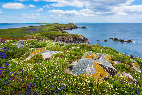 Grass and Sea