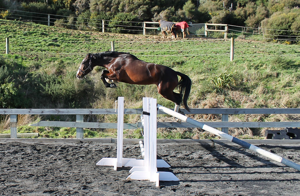 BH Indiana Freejump 1.40m