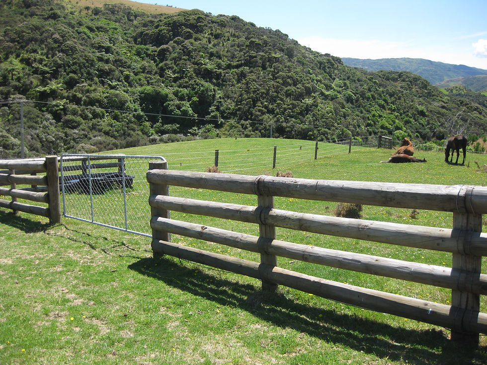 Paddocks fenced for horse safety