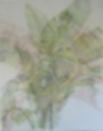 Cristina Celestini, tropical plants in temperate climates 1_ banana tree