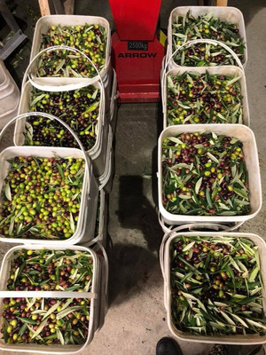 Fresh Picked Olives