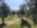 Olive Tree Grove
