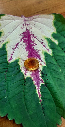 Yellow Sapphire
