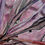 Thumbnail: Bird of Paradise Flower Pictures - Cyclamen of Heaven