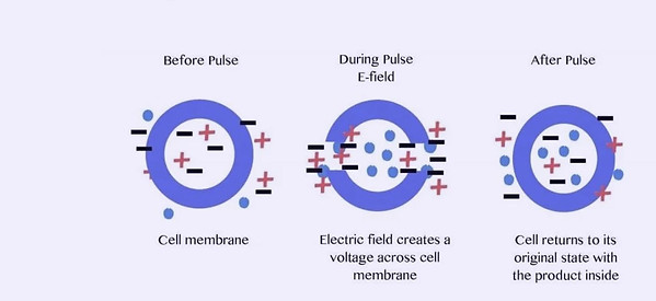 how electroporation works, mesotherapy,