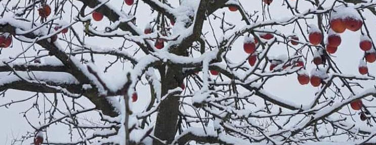 Winteraepfel.jpeg
