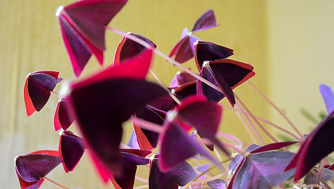 Oxalis